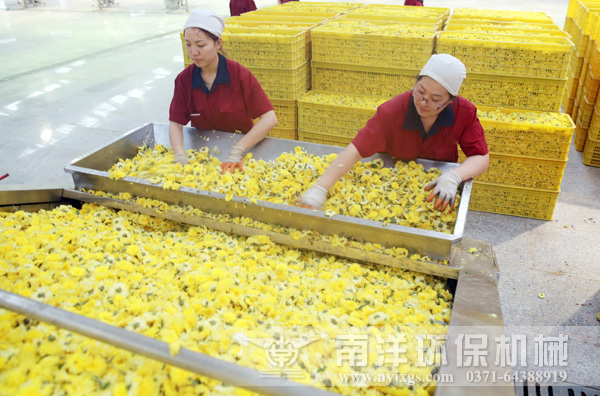 菊花烘干機(jī)使用現(xiàn)場(chǎng)