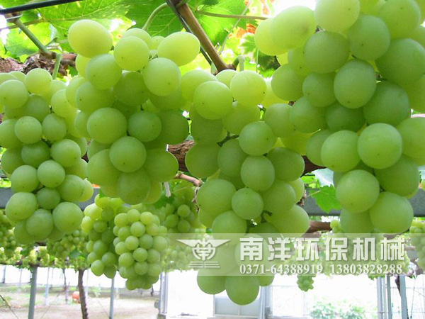 葡萄干烘干機讓新疆葡萄制干輕松告別晾房