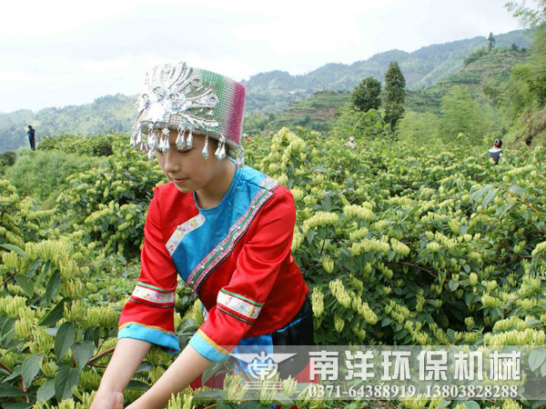 金銀花烘干機讓花農(nóng)致富走上金光大道