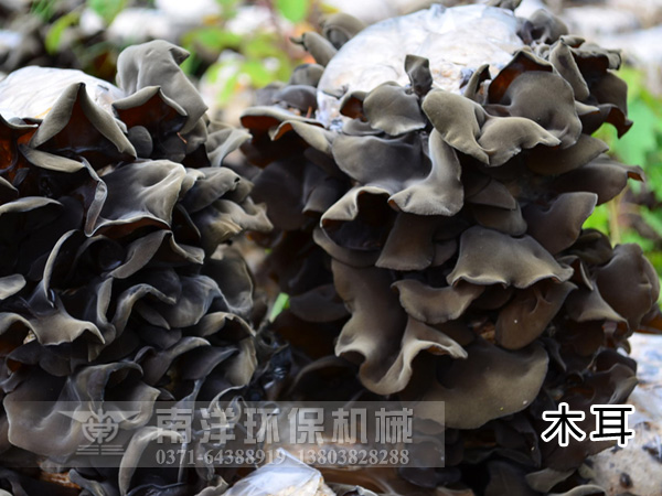 南洋木耳烘干機鼎力相助食用菌種植產(chǎn)業(yè)